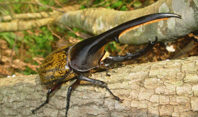 Monster Insecten BEST BEETLE FARM TITAN MONSTER